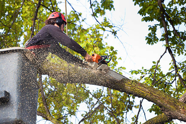 Tree Branch Trimming in Norristown, PA